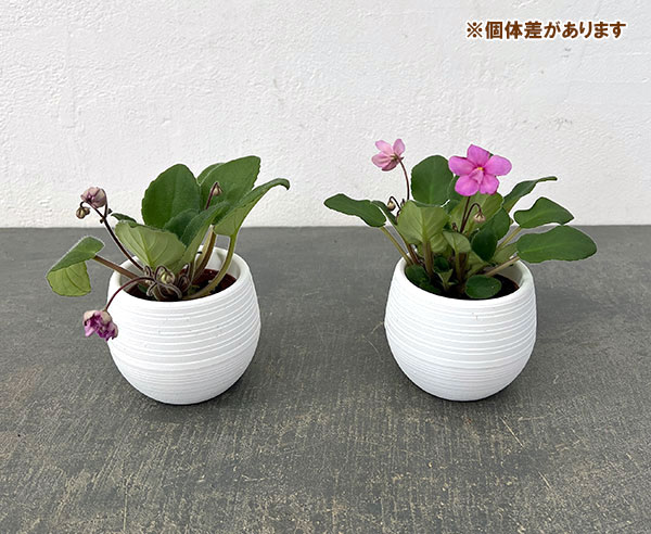 ミニセントポーリア：キッスアウェイ 2.5号鉢植え