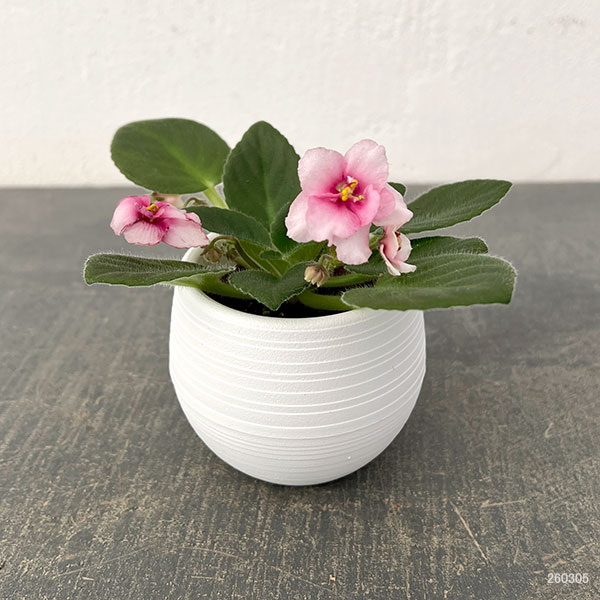 ミニセントポーリア：ジョリーミスチーフ 2.5号鉢植え