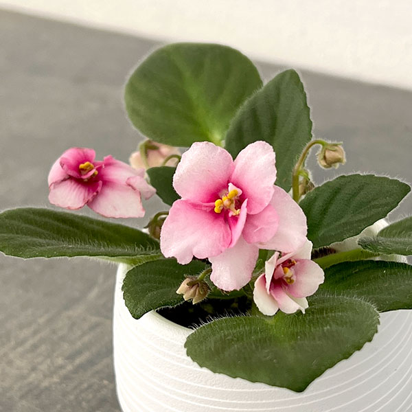 ミニセントポーリア：ジョリーミスチーフ 2.5号鉢植え