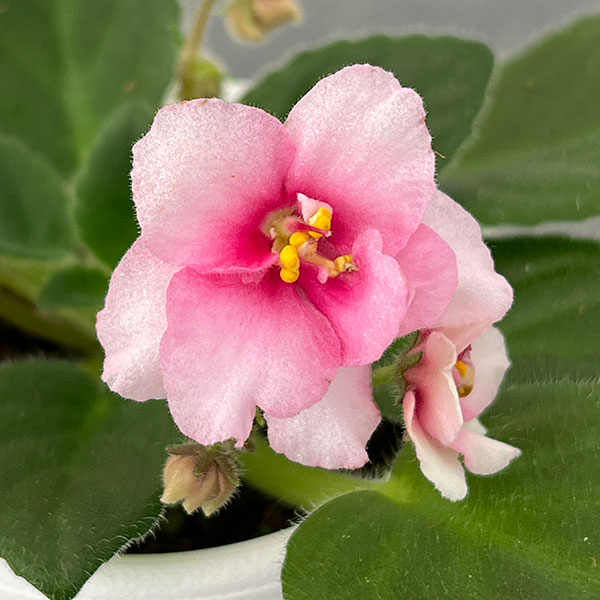 ミニセントポーリア：ジョリーミスチーフ 2.5号鉢植え