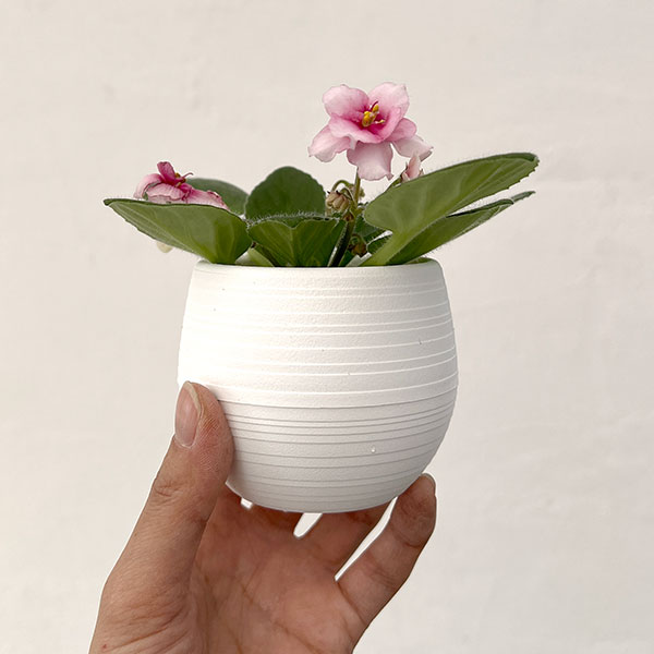 ミニセントポーリア：ジョリーミスチーフ 2.5号鉢植え