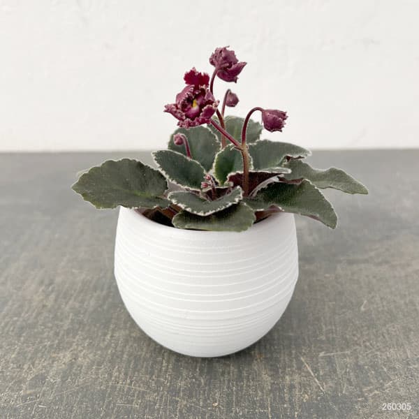 ミニセントポーリア：ジョリーフリル 2.5号鉢植え