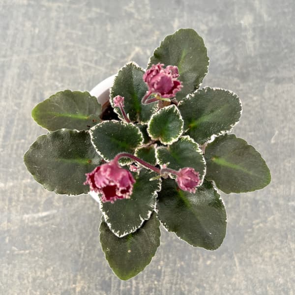 ミニセントポーリア：ジョリーフリル 2.5号鉢植え