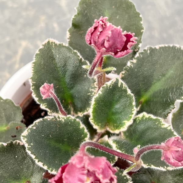 ミニセントポーリア：ジョリーフリル 2.5号鉢植え