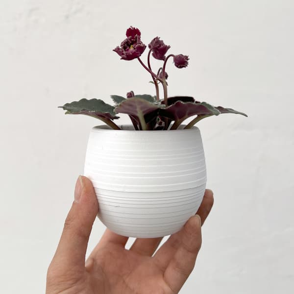 ミニセントポーリア：ジョリーフリル 2.5号鉢植え