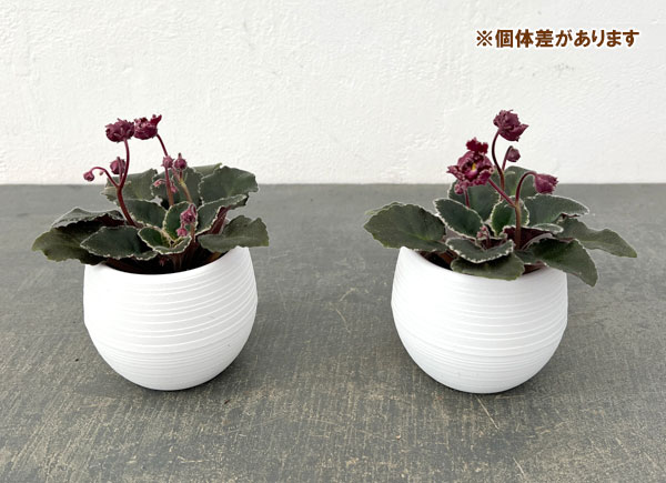 ミニセントポーリア：ジョリーフリル 2.5号鉢植え