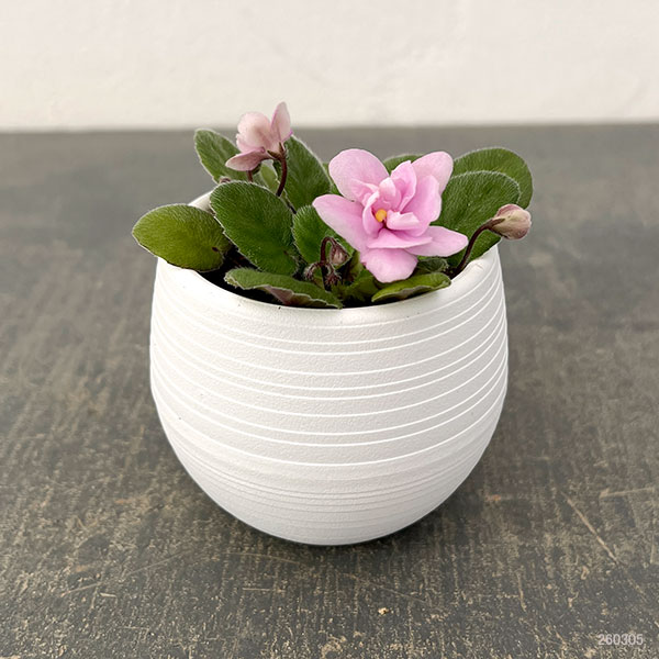 ミニセントポーリア：フェアリーファウンテン 2.5号鉢植え