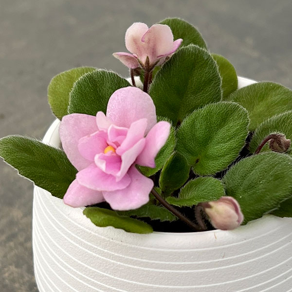 ミニセントポーリア：フェアリーファウンテン 2.5号鉢植え