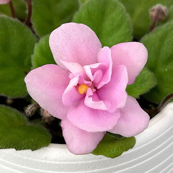 ミニセントポーリア：フェアリーファウンテン 2.5号鉢植え