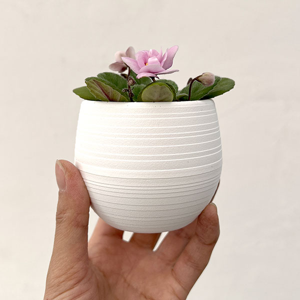 ミニセントポーリア：フェアリーファウンテン 2.5号鉢植え