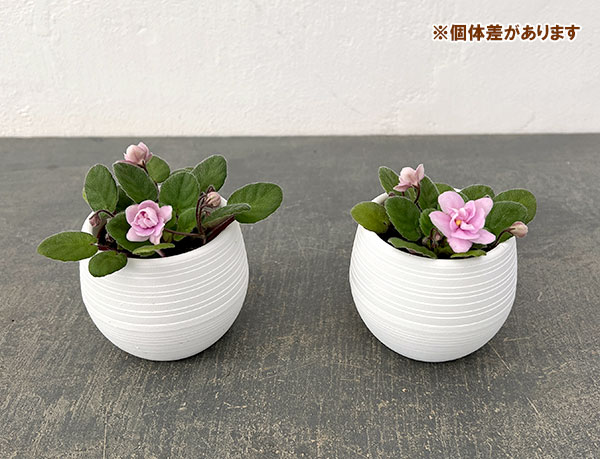 ミニセントポーリア：フェアリーファウンテン 2.5号鉢植え