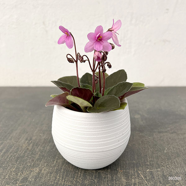 ミニセントポーリア：リトル　ロードナイト 2.5号鉢植え