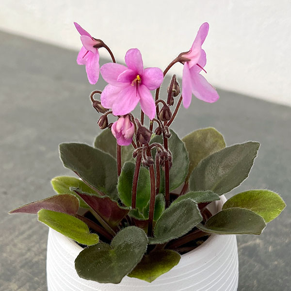 ミニセントポーリア：リトル　ロードナイト 2.5号鉢植え