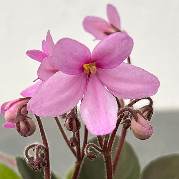 ミニセントポーリア：リトル　ロードナイト 2.5号鉢植え