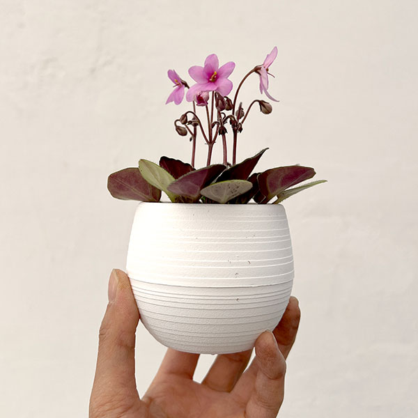 ミニセントポーリア：リトル　ロードナイト 2.5号鉢植え