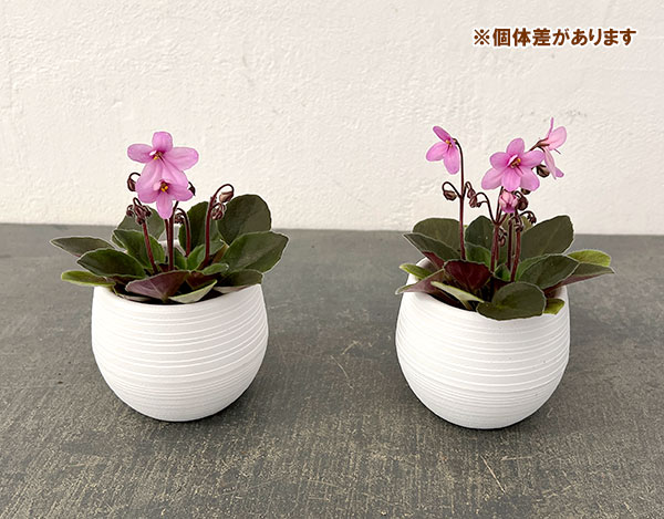 ミニセントポーリア：リトル　ロードナイト 2.5号鉢植え