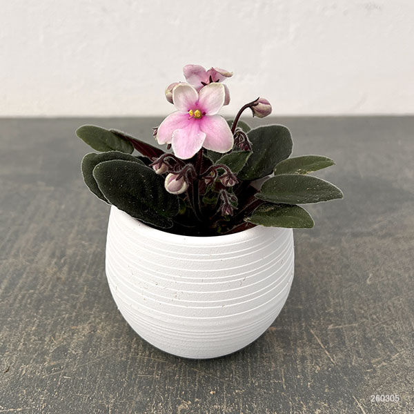 ミニセントポーリア：リトル　アズライト（ピンク） 2.5号鉢植え