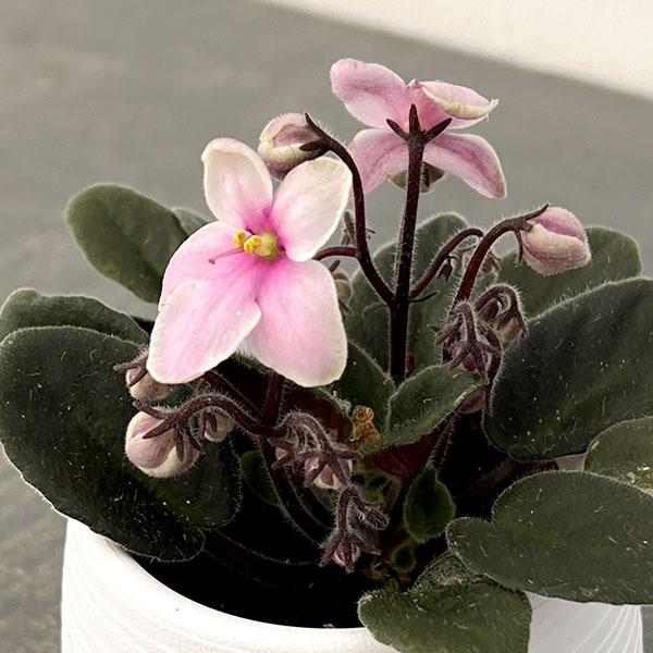 ミニセントポーリア：リトル　アズライト（ピンク） 2.5号鉢植え