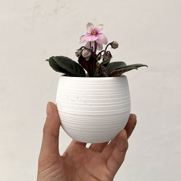 ミニセントポーリア：リトル　アズライト（ピンク） 2.5号鉢植え