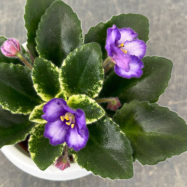 ミニセントポーリア：ロブス　イッチーブリッチーズ 2.5号鉢植え