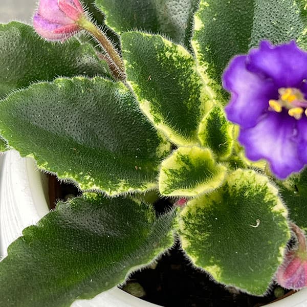 ミニセントポーリア：ロブス　イッチーブリッチーズ 2.5号鉢植え