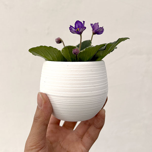 ミニセントポーリア：ロブス　イッチーブリッチーズ 2.5号鉢植え