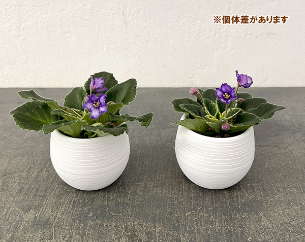 ミニセントポーリア：ロブス　イッチーブリッチーズ 2.5号鉢植え