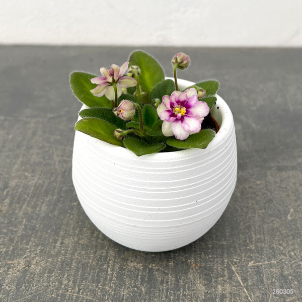 ミニセントポーリア：ロブス　ヒービージービー 2.5号鉢植え