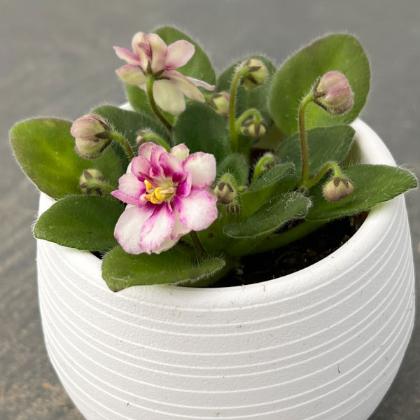 ミニセントポーリア：ロブス　ヒービージービー 2.5号鉢植え