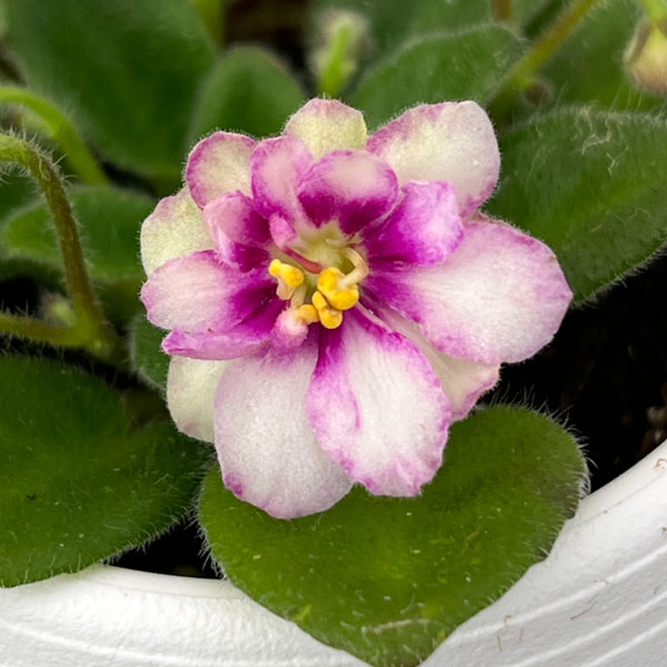 ミニセントポーリア：ロブス　ヒービージービー 2.5号鉢植え