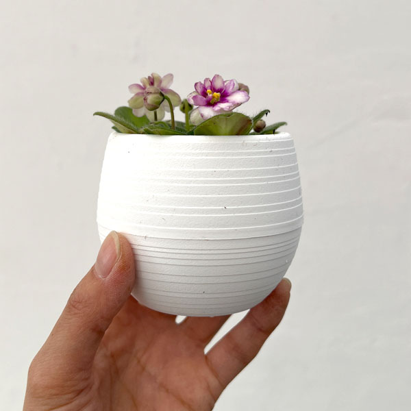 ミニセントポーリア：ロブス　ヒービージービー 2.5号鉢植え