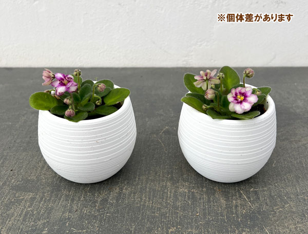 ミニセントポーリア：ロブス　ヒービージービー 2.5号鉢植え