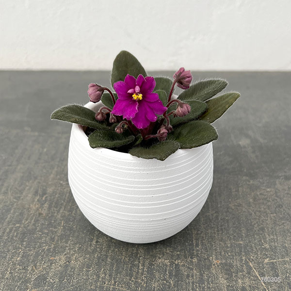 ミニセントポーリア：ロブス　ヒービージービー（赤） 2.5号鉢植え