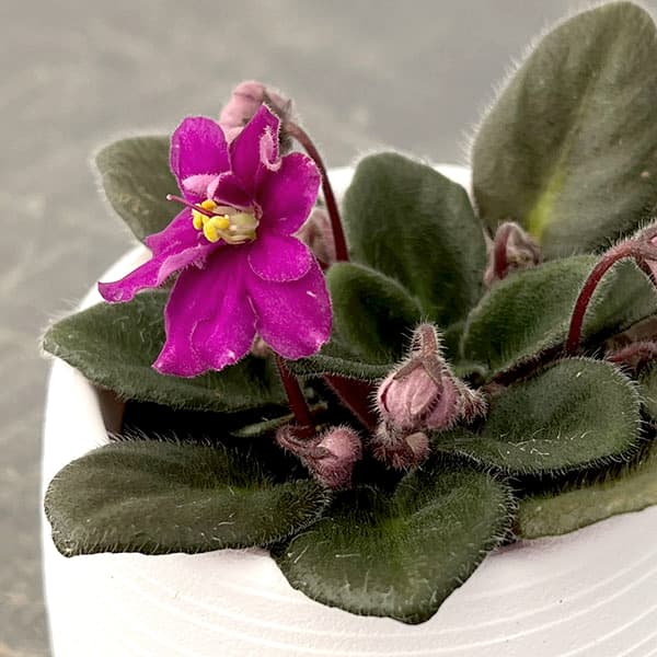 ミニセントポーリア：ロブス　ヒービージービー（赤） 2.5号鉢植え