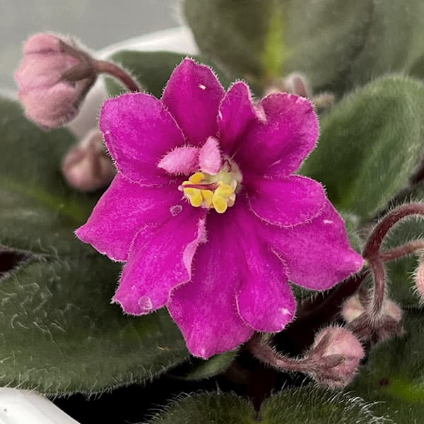 ミニセントポーリア：ロブス　ヒービージービー（赤） 2.5号鉢植え