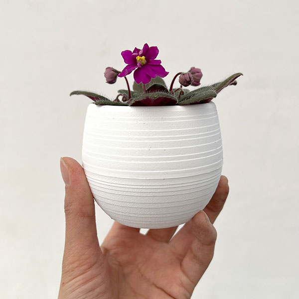 ミニセントポーリア：ロブス　ヒービージービー（赤） 2.5号鉢植え