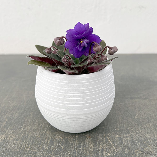 ミニセントポーリア：ロブス　ルーズヌードル 2.5号鉢植え