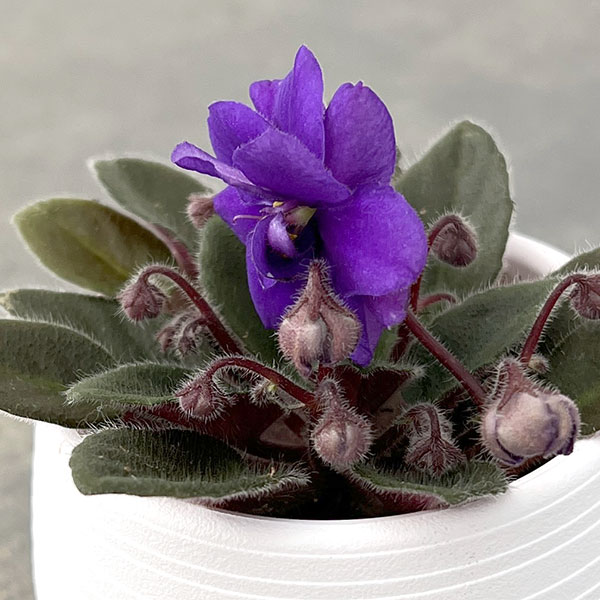 ミニセントポーリア：ロブス　ルーズヌードル 2.5号鉢植え