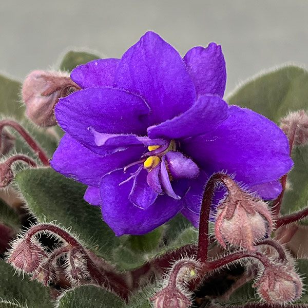 ミニセントポーリア：ロブス　ルーズヌードル 2.5号鉢植え