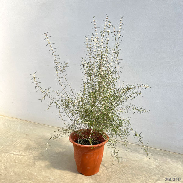 ヒポカリマ赤花（ピンク）6号鉢植え