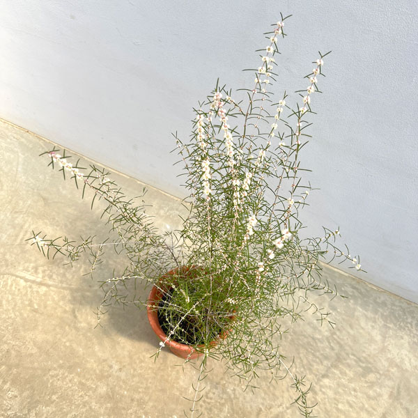 ヒポカリマ赤花（ピンク）6号鉢植え