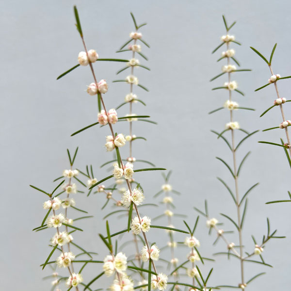 ヒポカリマ赤花（ピンク）6号鉢植え