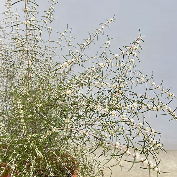 ヒポカリマ赤花（ピンク）6号鉢植え