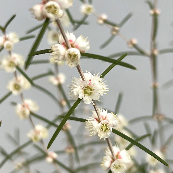 ヒポカリマ赤花（ピンク）6号鉢植え