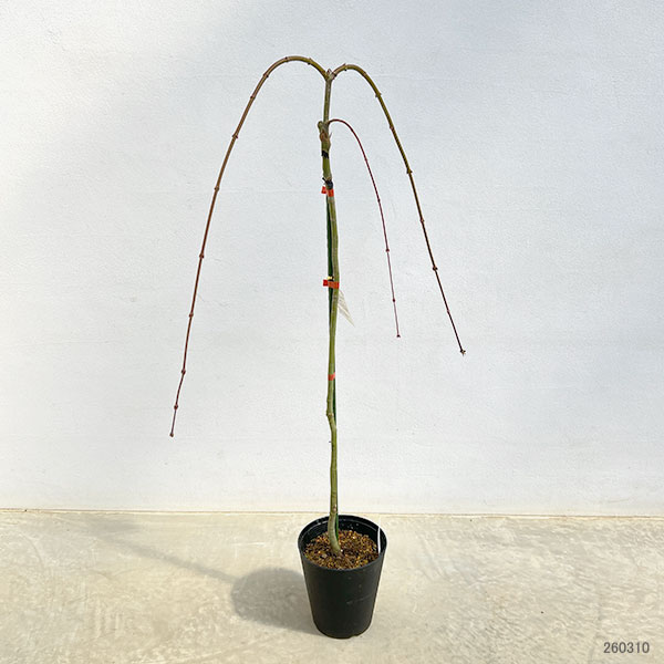 モミジ（カエデ）：カスケードシトリン5号ポット