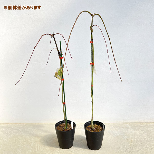 モミジ（カエデ）：カスケードシトリン5号ポット