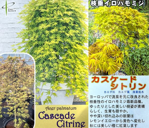 モミジ（カエデ）：カスケードシトリン5号ポット