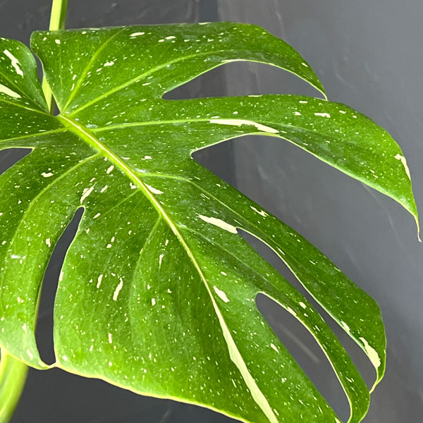 モンステラ：タイコンステレーション（散斑）4号スリット鉢植え