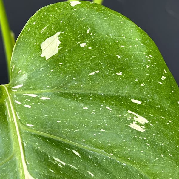 モンステラ：タイコンステレーション（散斑）4号スリット鉢植え
