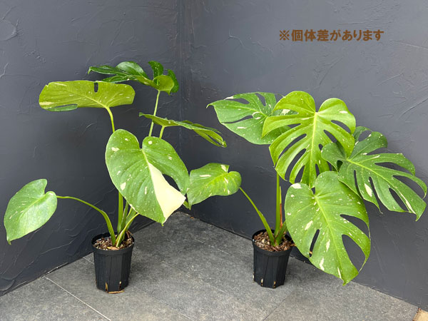モンステラ：タイコンステレーション（散斑）4号スリット鉢植え
